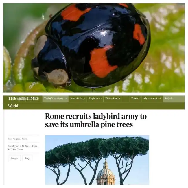 coccinelle