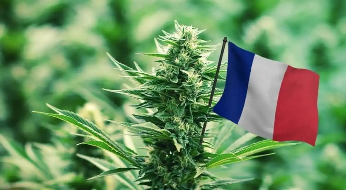 marijuana francia