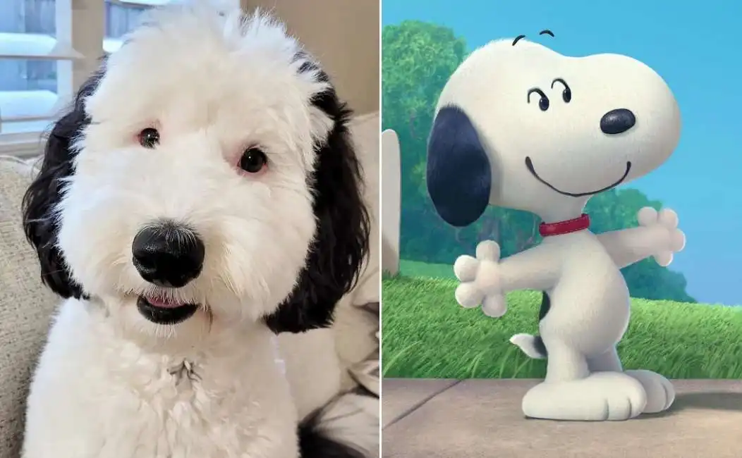 bayley - il cane sosia di snoopy 