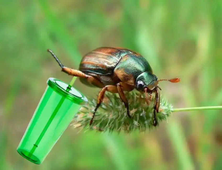 coleottero beve dal culo sedere 