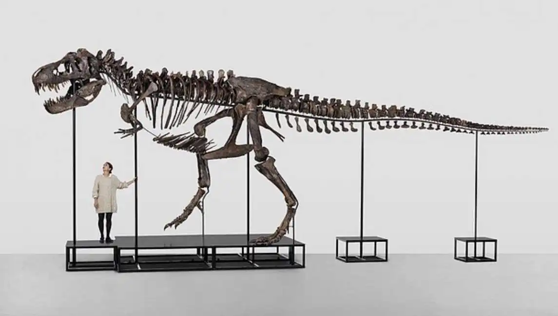 dinosauro t rex trinity ossa scheletro