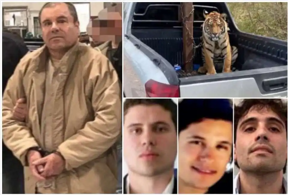 el chapo figli guzman tigre