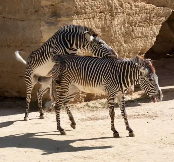 zebra zebre