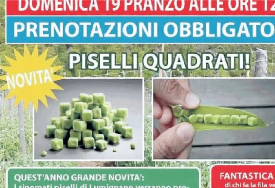 lumignano - pesce d'aprile piselli quadrati daprile d aprile