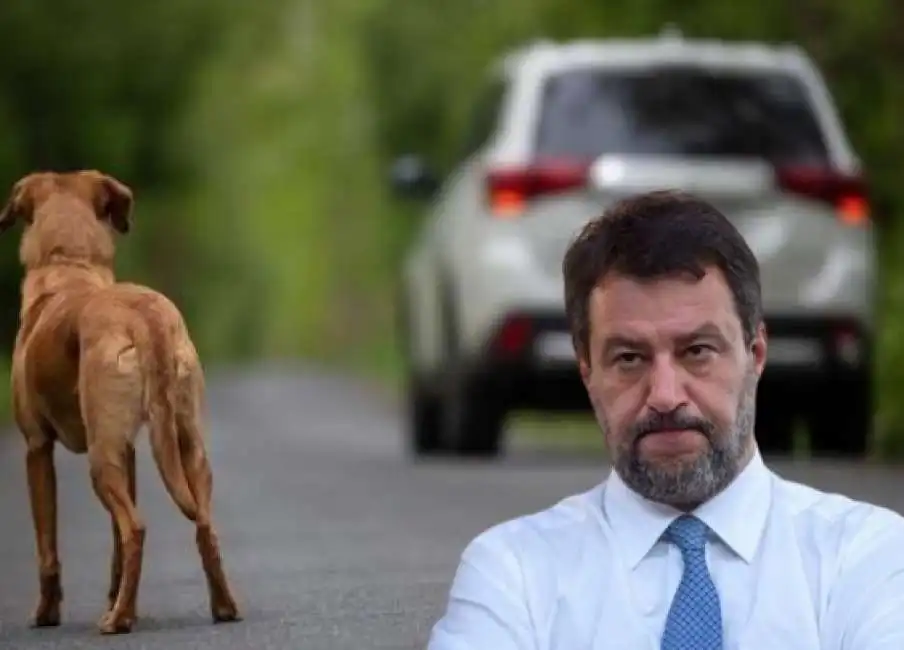 matteo salvini cane strada abbandono abbandonato animali codice della strada