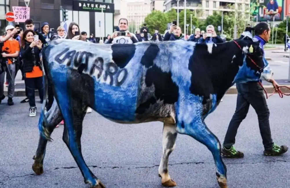 mucca dipinta di nerazzurro durante la festa scudetto dell'inter. 1