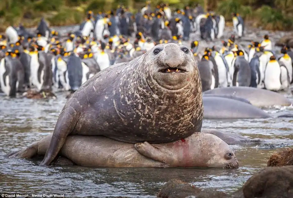 foca elefante in accoppiamento