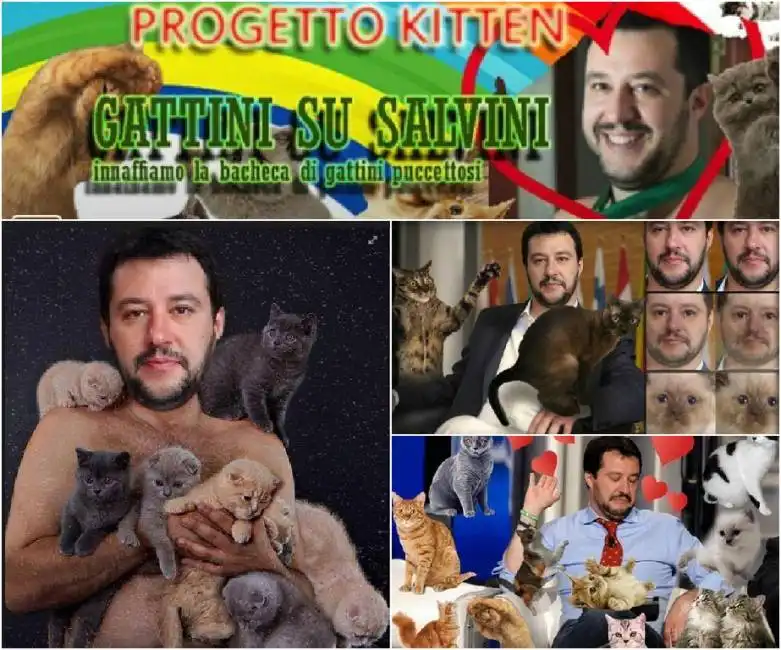 gattini salvini 