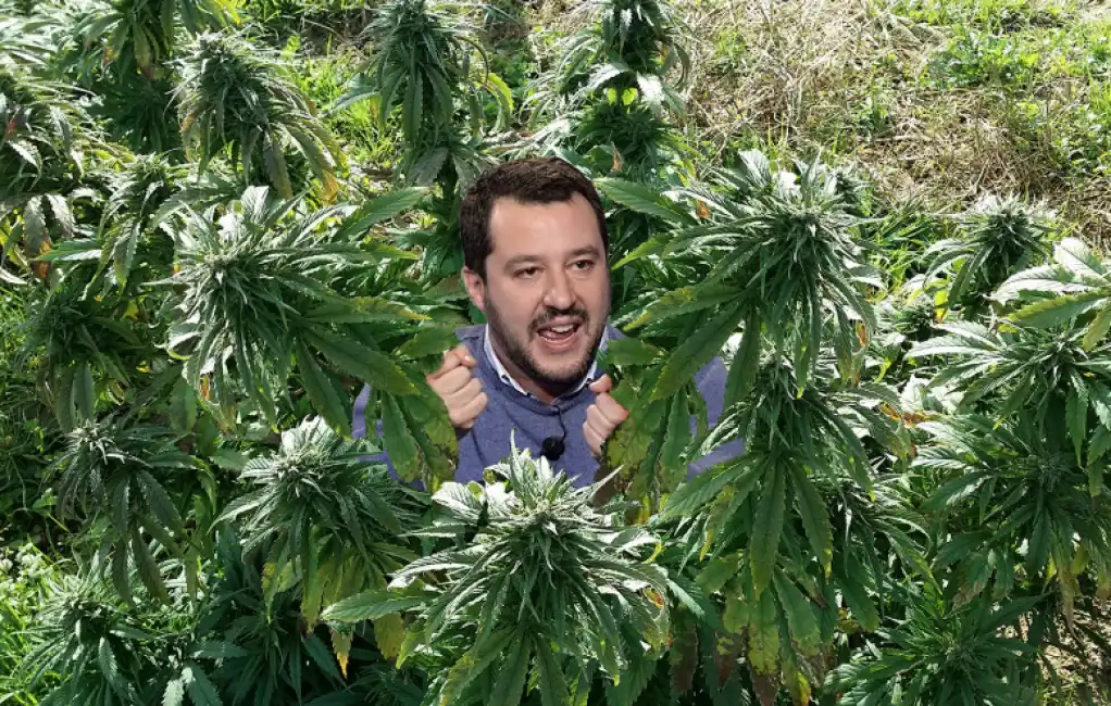 salvini cannabis