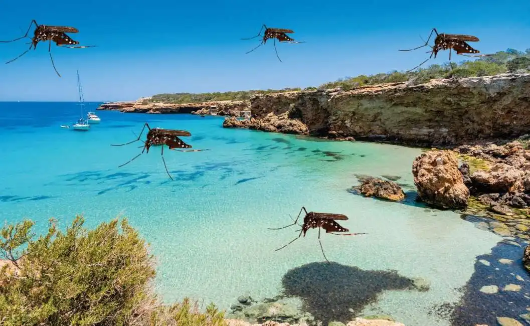 ibiza zanzara tigre asiatica 