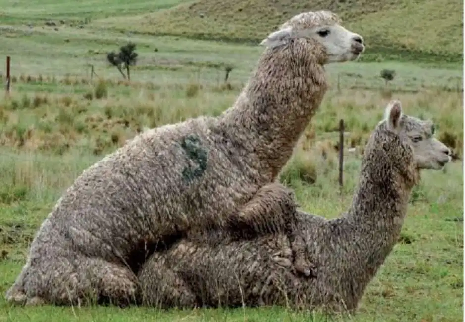 alpaca - riproduzione e sesso