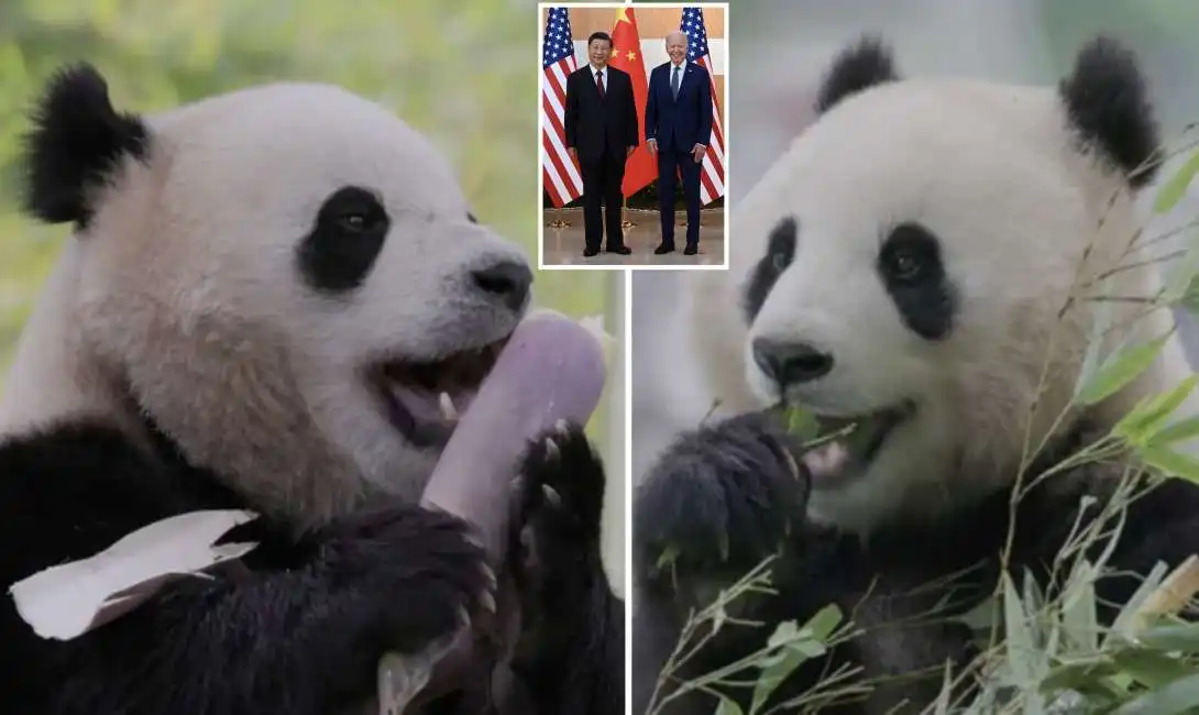 panda cinesi cina zoo washington joe biden xi jinping 