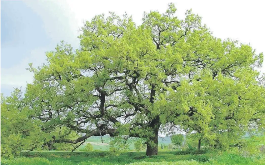 quercia delle checche