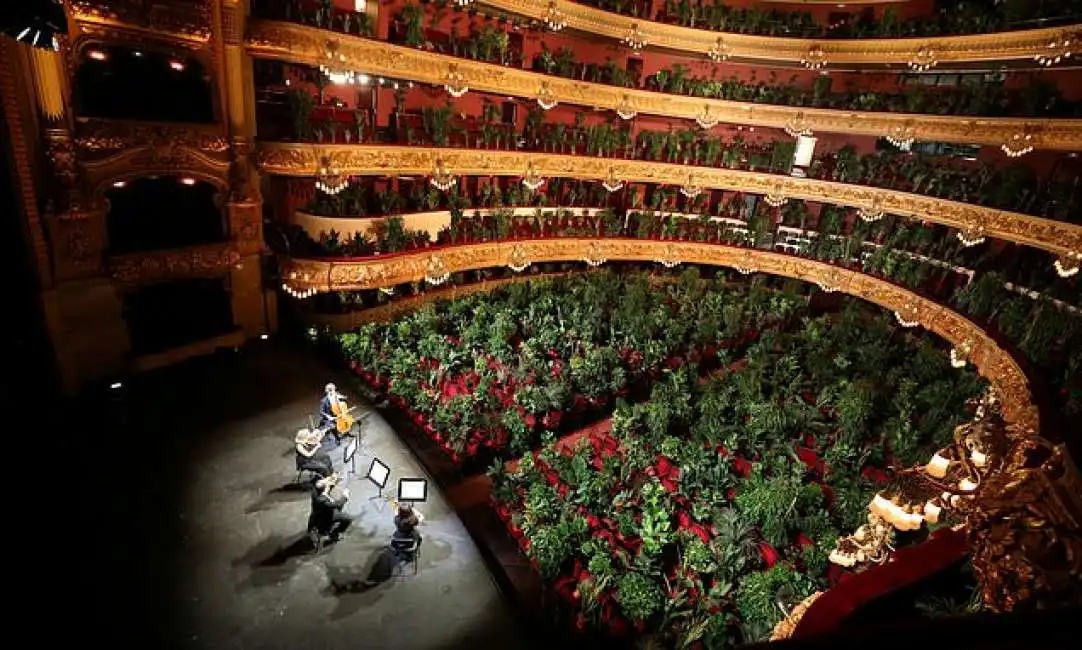 piante in platea al gran teatro del liceu di barcellona