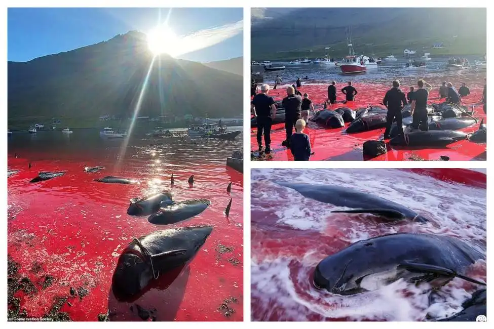 isole faroe balene big