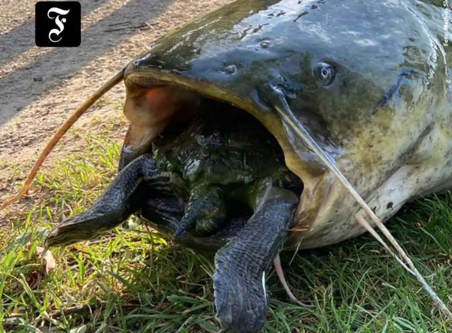 pesce siluro soffocato da una tartaruga