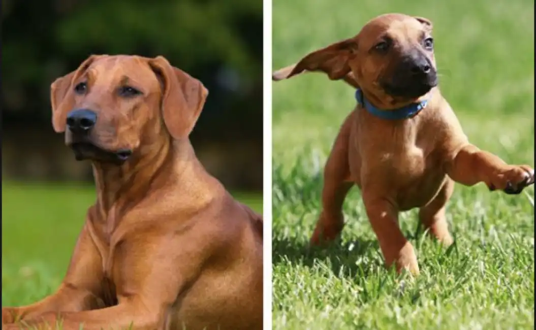 cane muore nell'auto sotto il sole