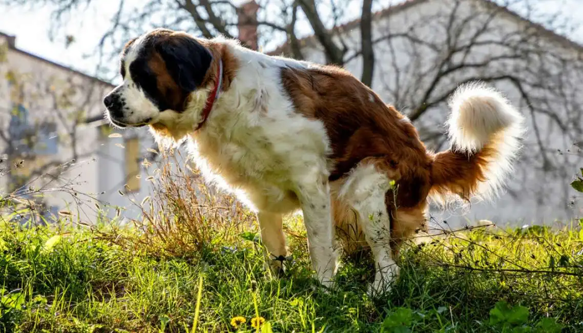 escrementi cane cacca