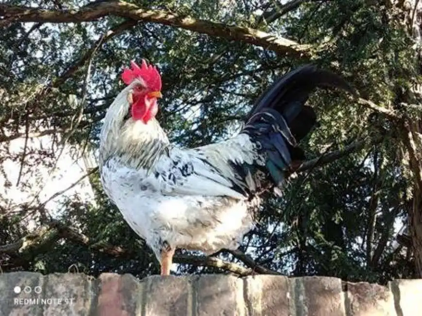 il gallo garibaldi 