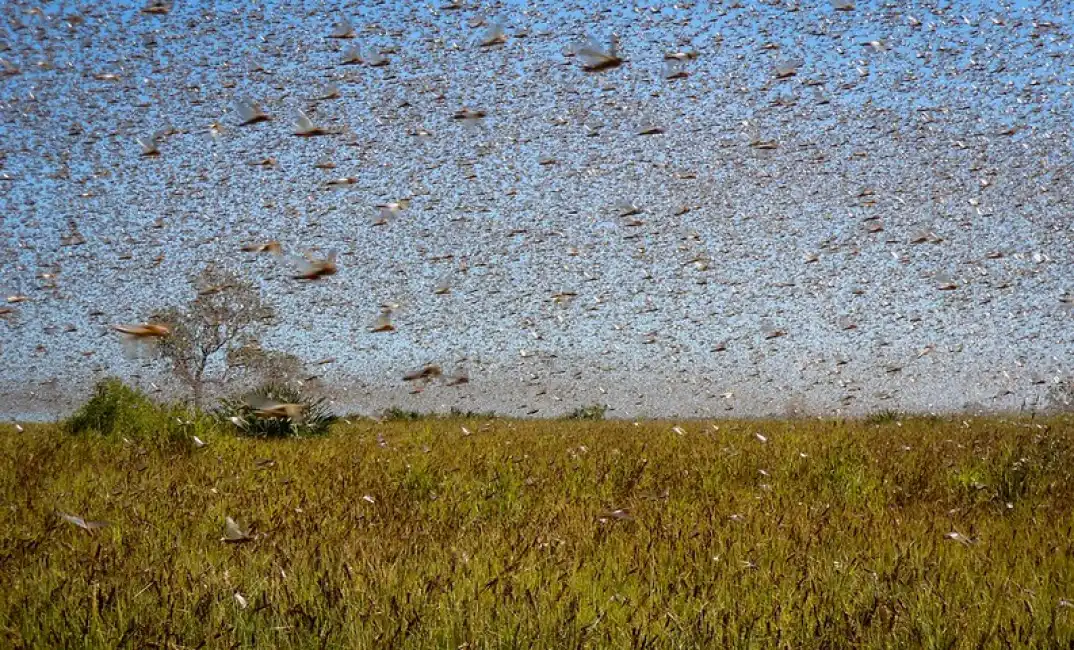 invasione di cavallette in sardegna