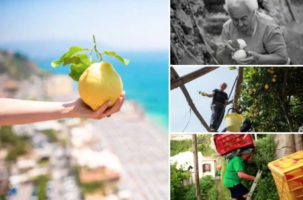 limoni amalfi contadini volanti 