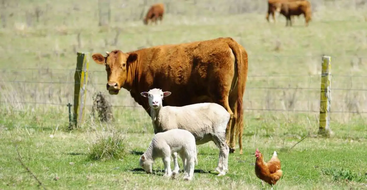 mucca pecora mucche pecore rutto rutti metano emissioni