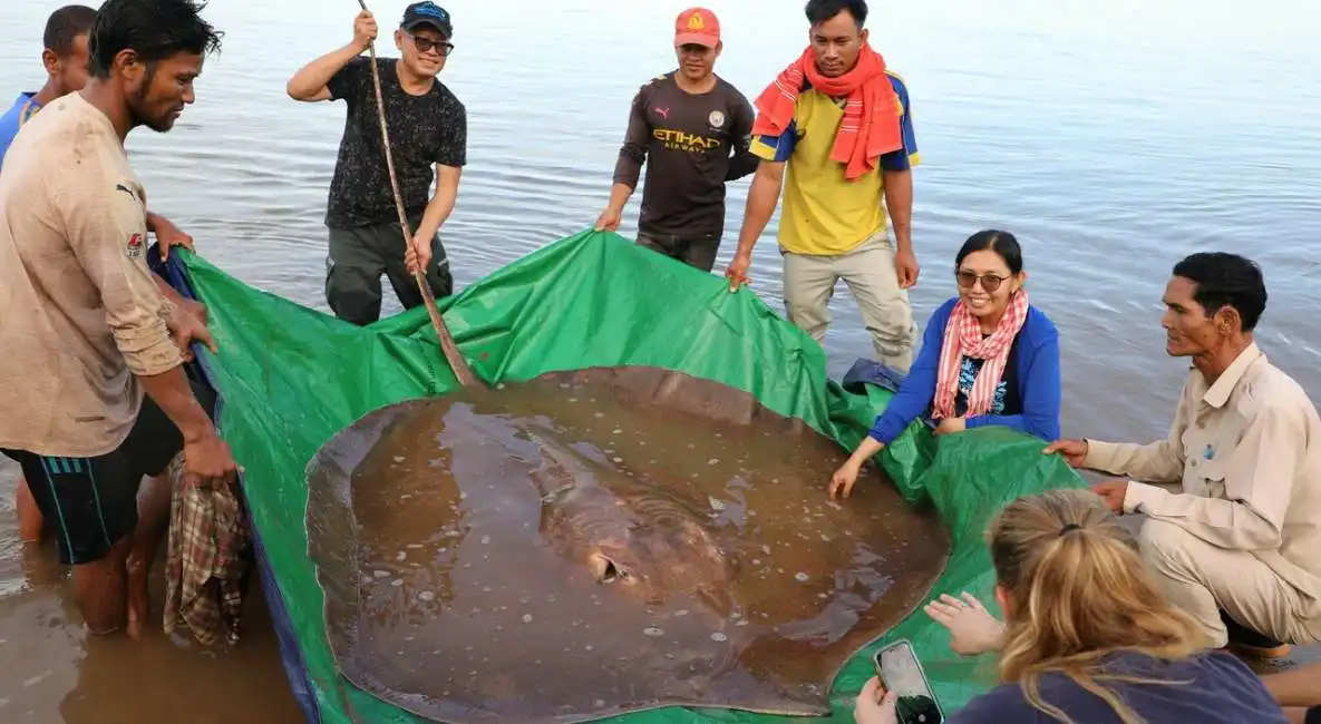 pastinaca da record pescata in cambogia 2