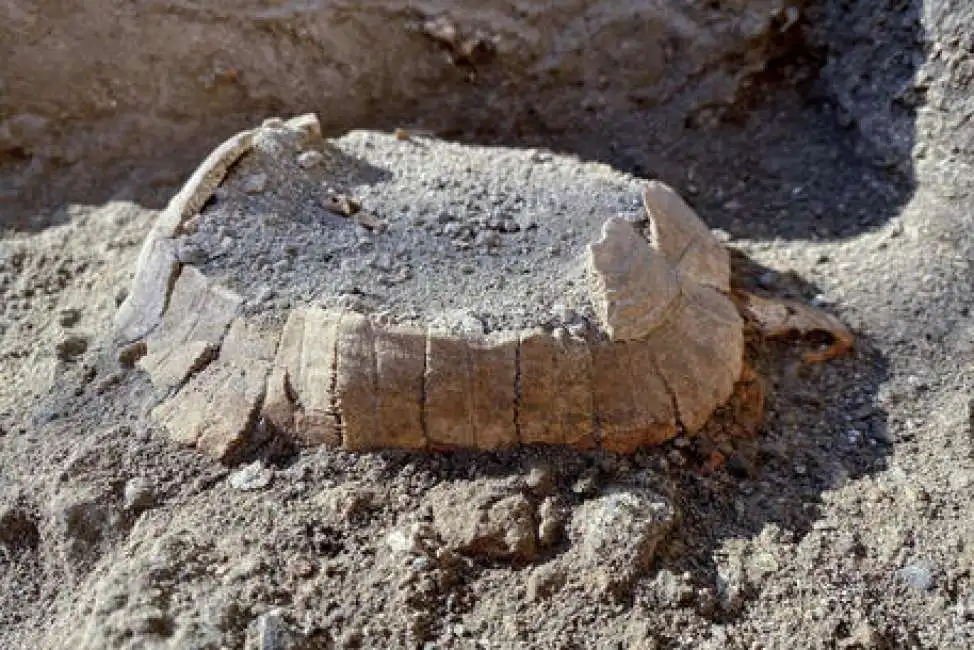 resti di tartaruga trovati a pompei 