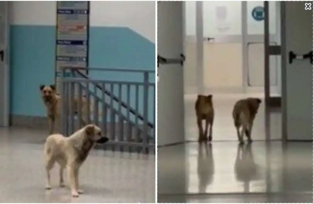 cani randagi ospedale lamezia terme