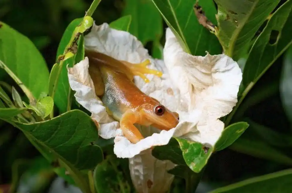 rana fruttariana xenohyla truncata