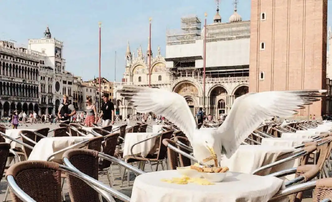 gabbiano a venezia