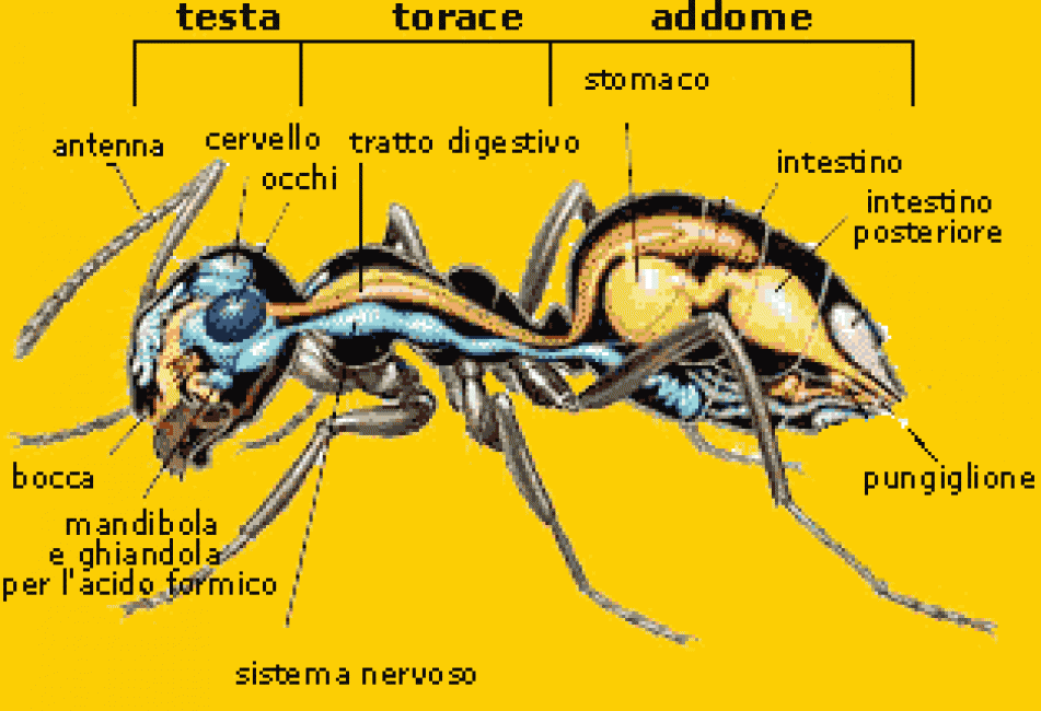 formiche