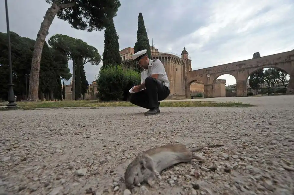 topi roma