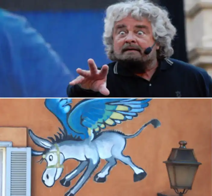 grillo asino vola