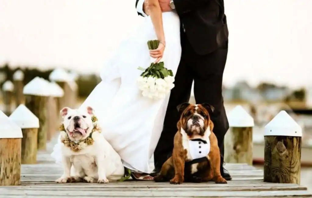 matrimonio cani