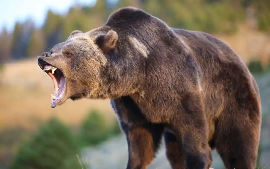 orso trentino