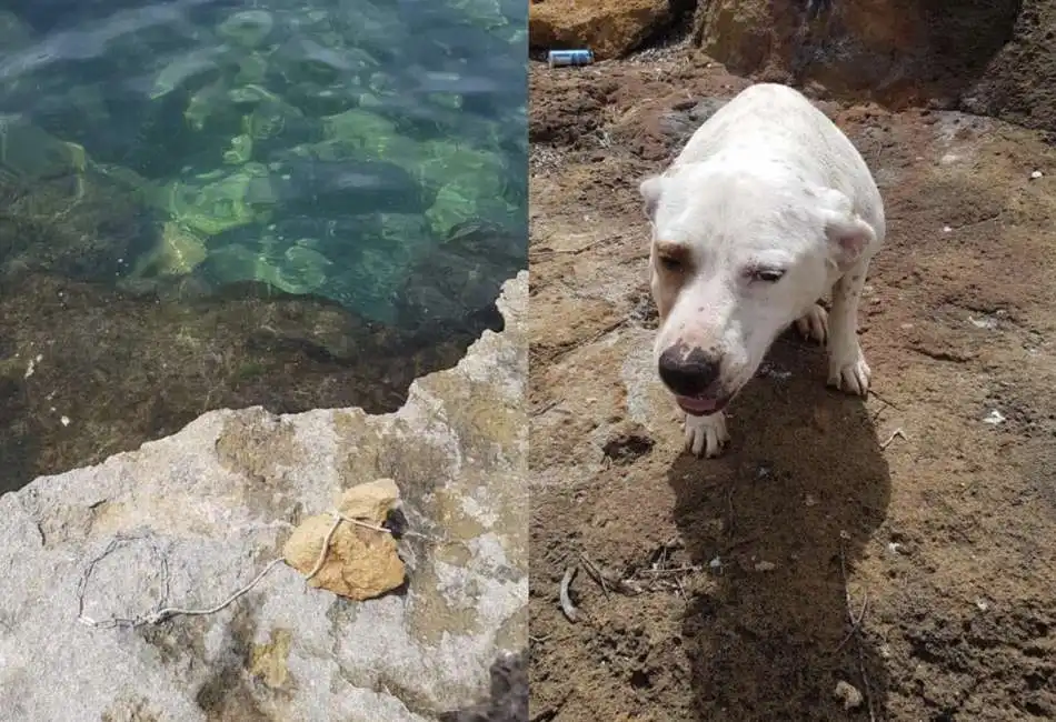 cagnolino da affogare