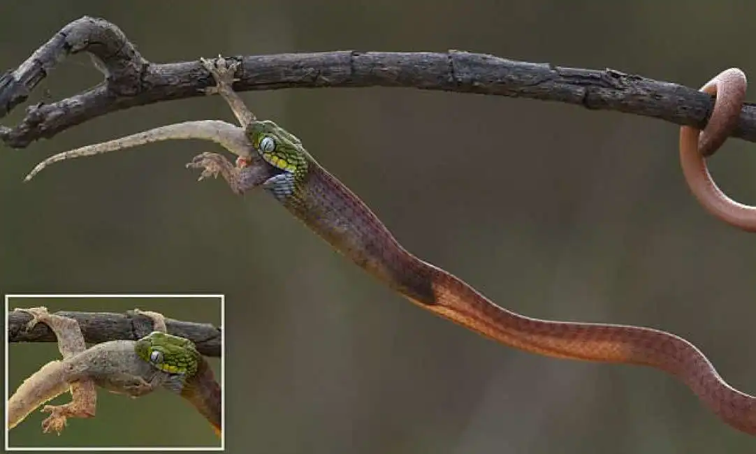 serpente vs. lucertola-4