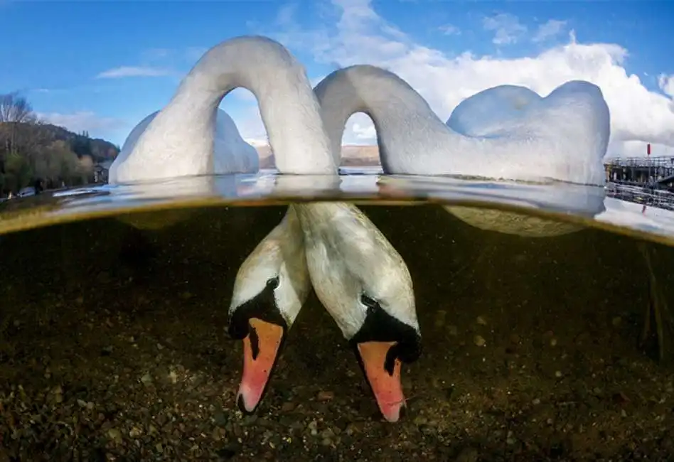 underwater photographer of the year