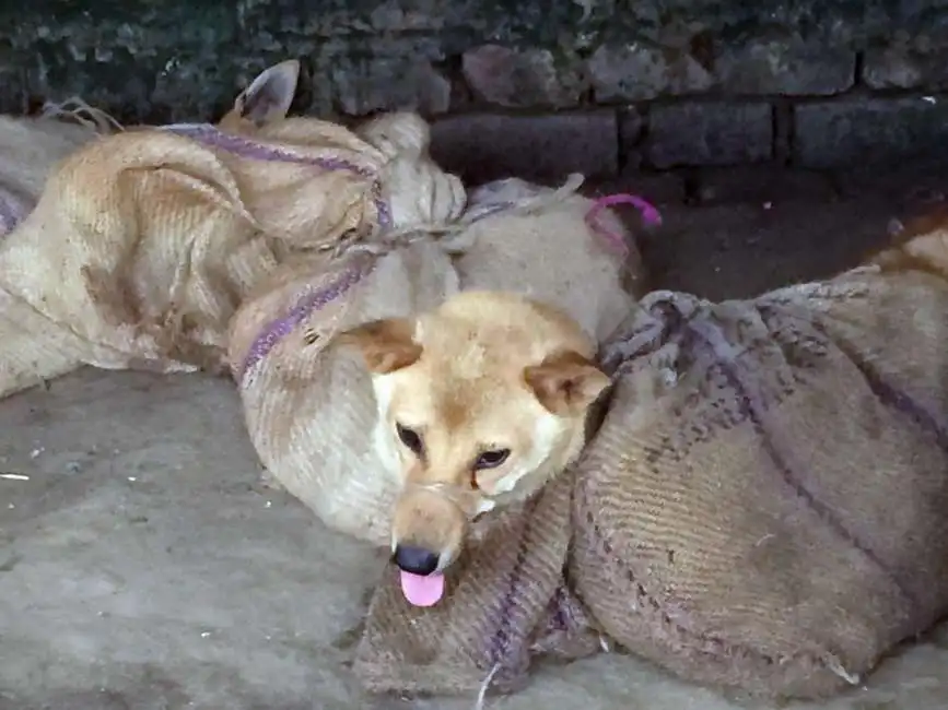 cani mercato nagaland-4