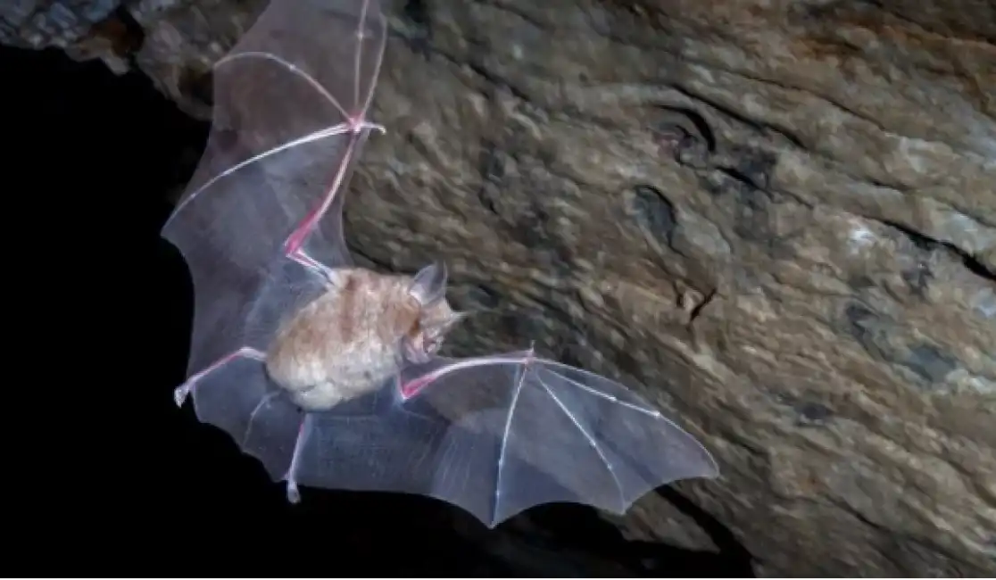 pipistrello