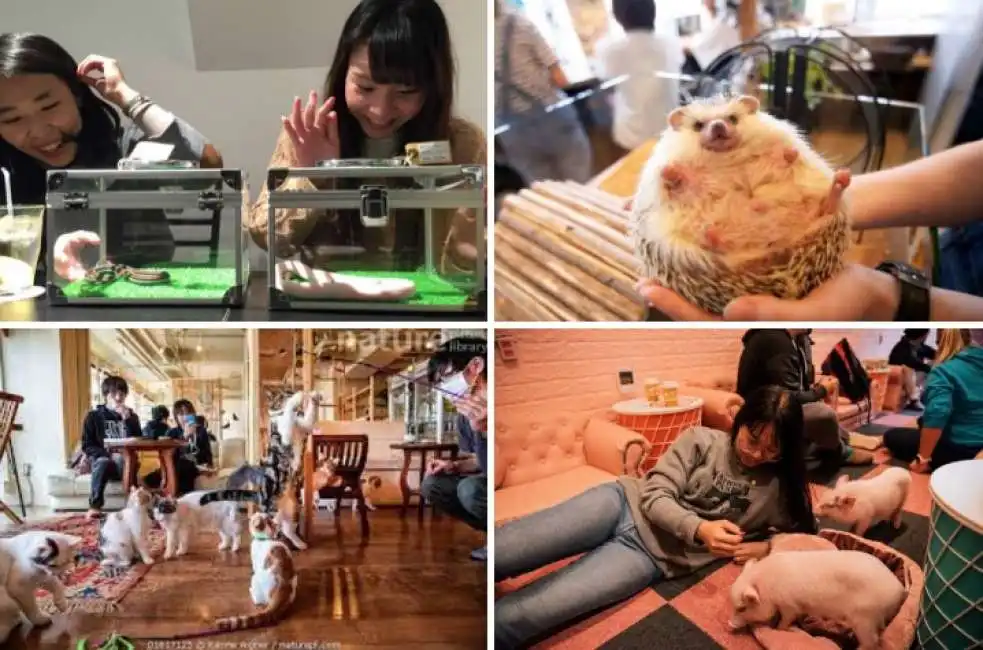 animal cafe giappone