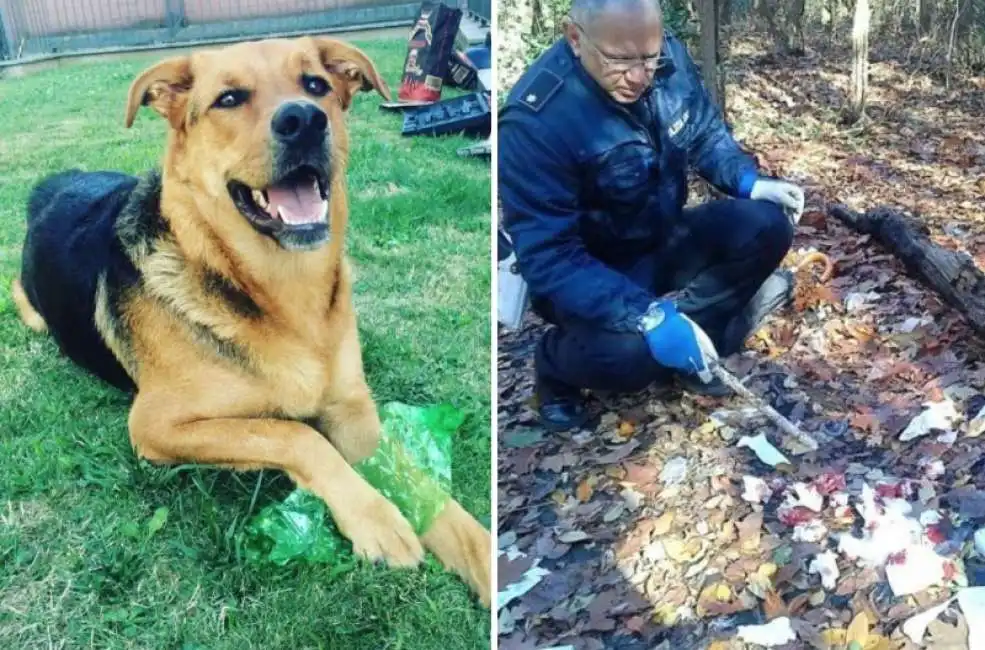 cane morto hashish parco delle groane