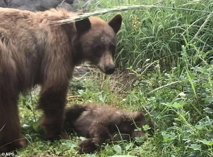 mamma orsa e il suo cucciolo