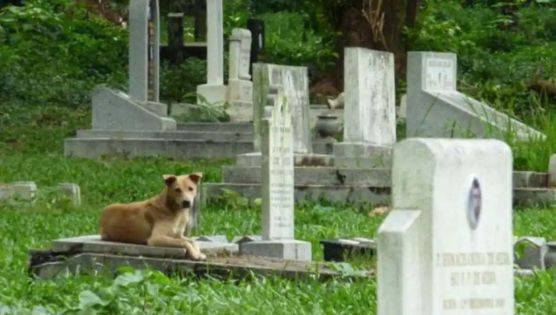 cane sulla tomba del padrone cimitero