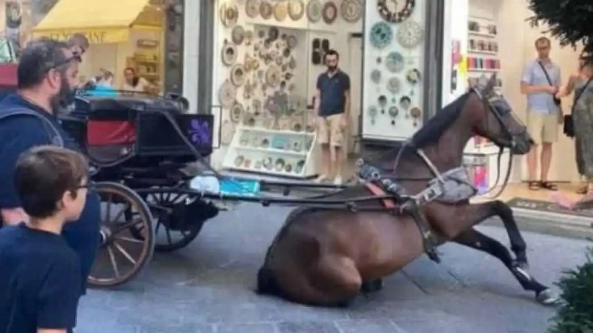 cavalla stramazza al suolo a firenze