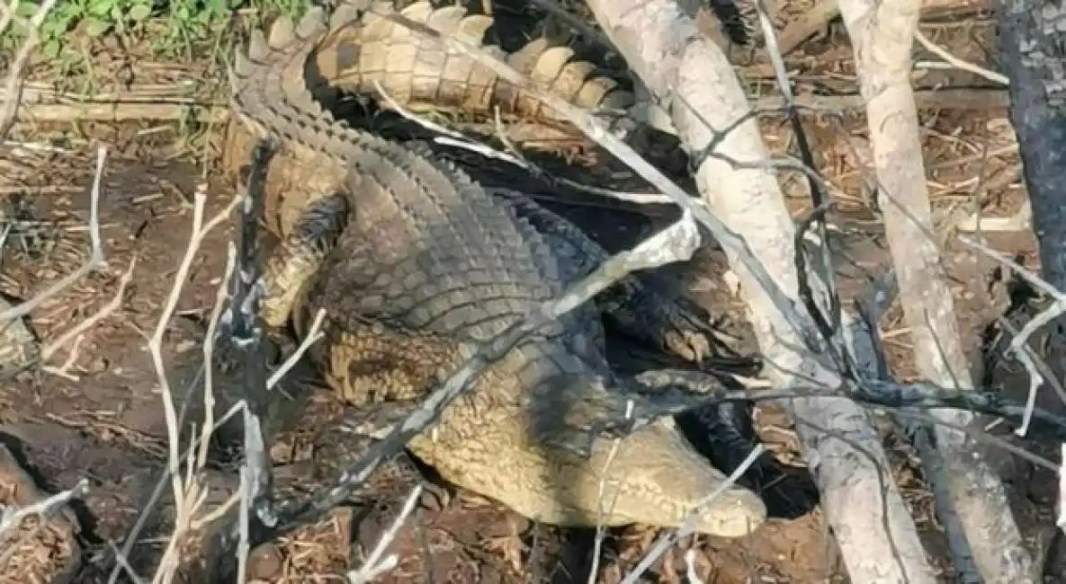 coccodrillo avvistato a brindisi