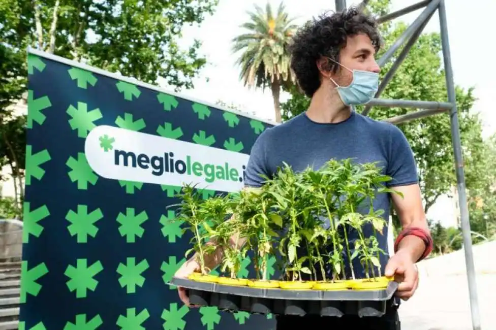 mattia santori cannabis