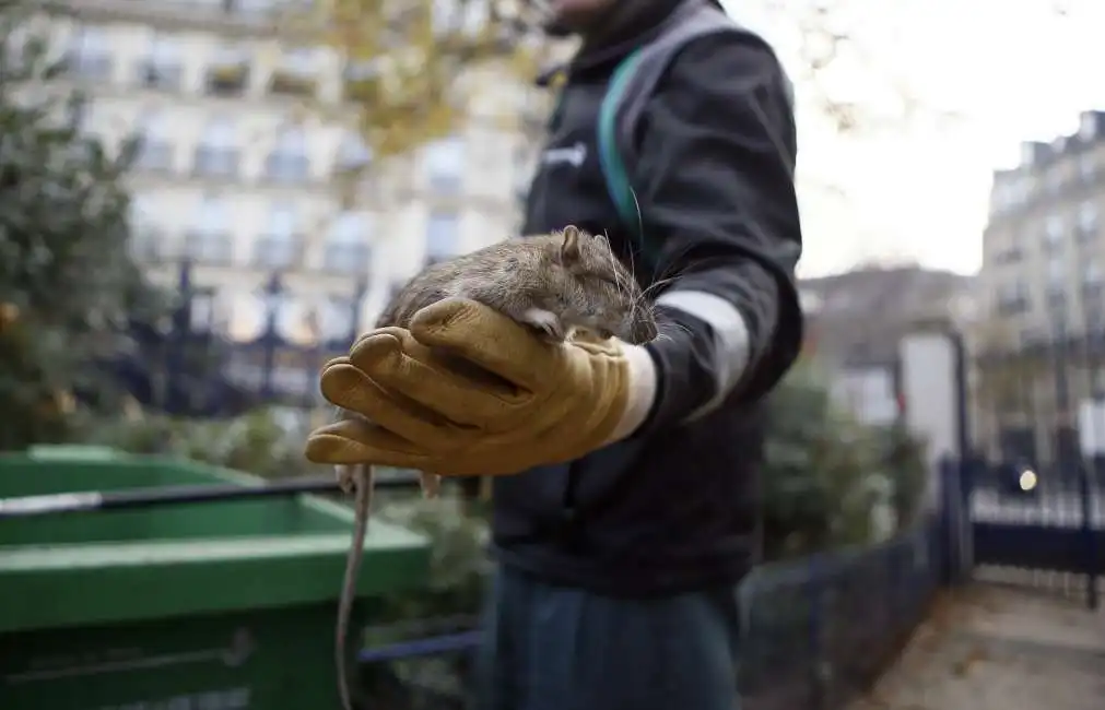 topi a parigi ratto ropo ratto