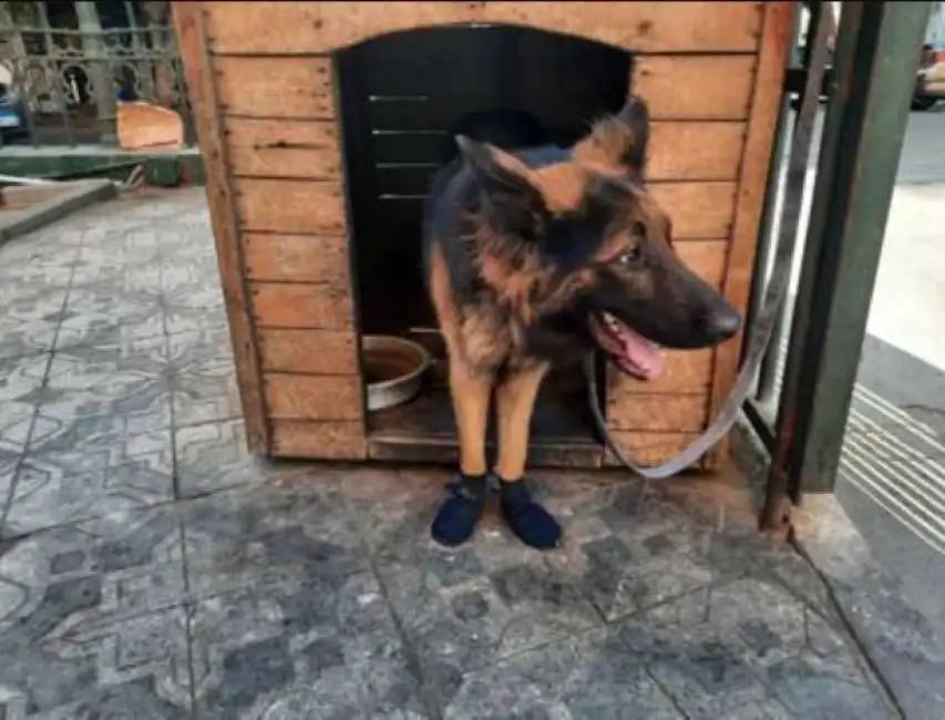 cane con calzini per evitare ustioni